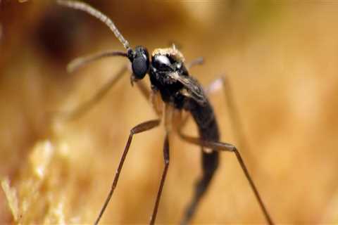 Will pest control get rid of gnats?