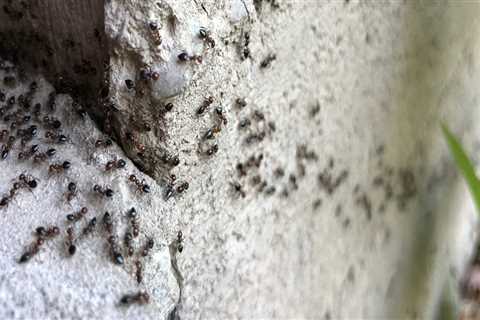 Are pest control sprays harmful?