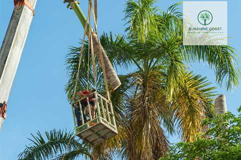 Sunshine Coast Arborist Tree Service