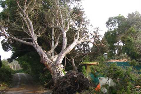 Tree Surgeon Mitchel Troy