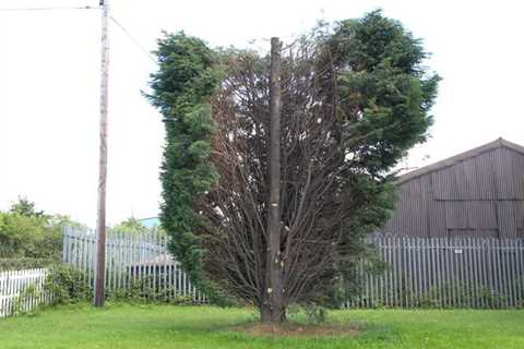 Tree Surgeon Cwmbrân