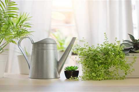 New Homeowner Houseplant Watering Guide