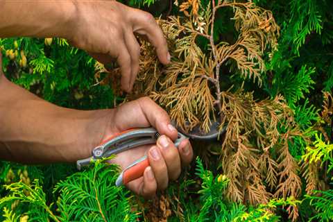 Is it OK to prune trees in summer?