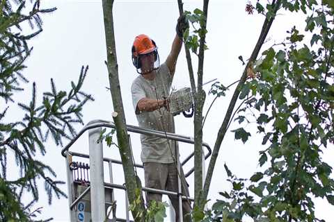 A Tree Removal Service In Southern Gateway Using A Crane