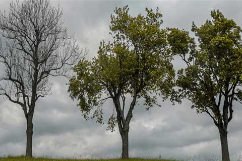 At what time of year can I cut down trees?