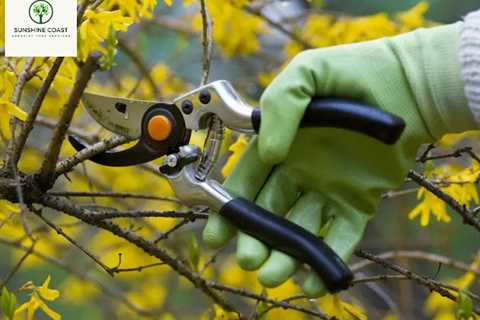 Sunshine Coast Arborist Tree Service