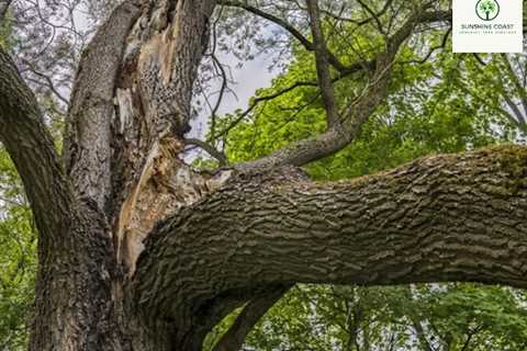 Sunshine Coast Arborist Tree Service