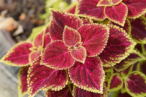 Is Coleus an Annual or Perennial?