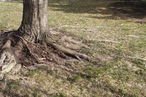 Is it OK to Cut Tree Roots That Are Above Ground?