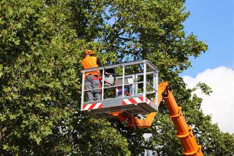 How to Start a Tree Trimming Business