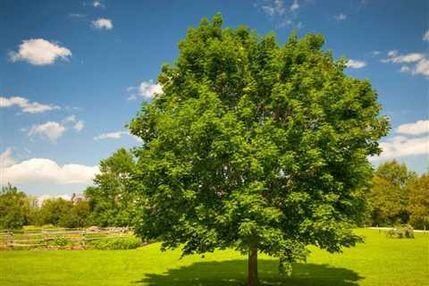 How To Transplant A maple tree - Sunshine Coast Arborist Tree Service