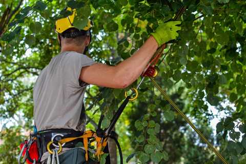 Tips On How To Starting A Career In Arboriculture