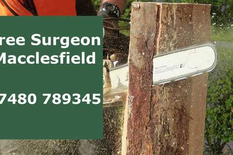 Tree Surgeon Adlington