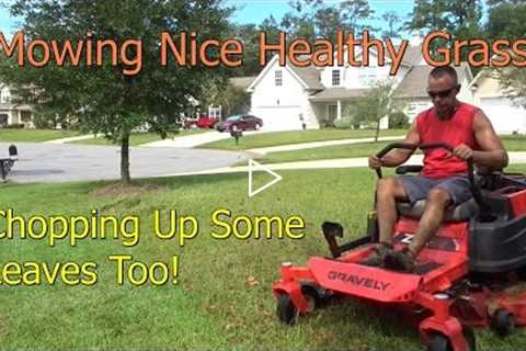 Cutting Grass - Mowing Thick Healthy Grass with Gravely Zero Turn Lawn Mower ZTR