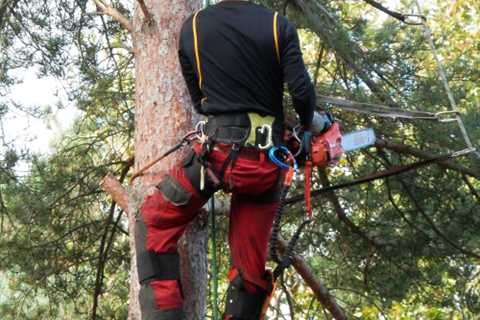 Professional Tree Surgeon Merchant City - Tree Removal Dismantling And Tree Felling Service