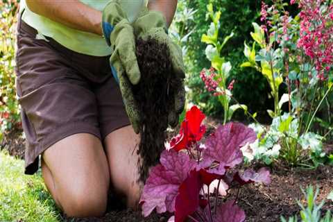 Should you put mulch on your garden?