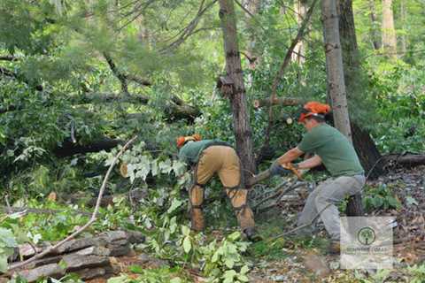 Sunshine Coast Arborist Tree Service