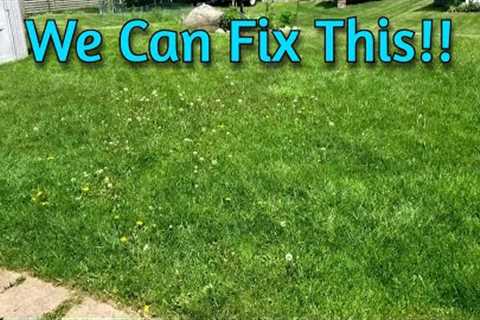 Cheap and Easy Lawn Care Program: Spring Fertilizer and Weed Killer