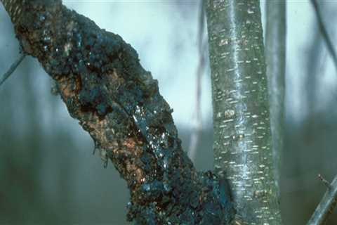 How do tree diseases spread?