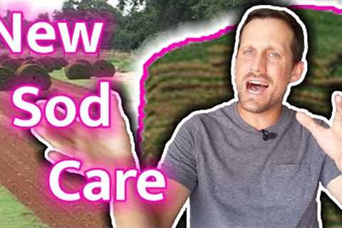 Lawn Care for New Sod // How To Water, Mow, Fertilize, & Kill Weeds in New Lawn // What to..