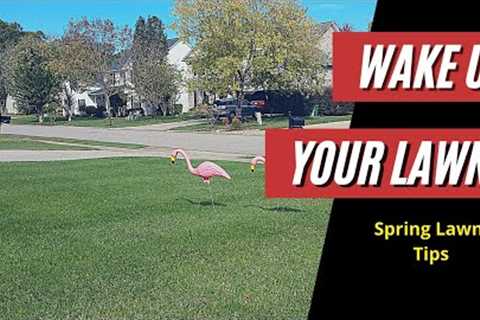 What Lawn Care is Needed for Spring? / When to Apply  Weed Control (Keep It Simple AND Affordable!)