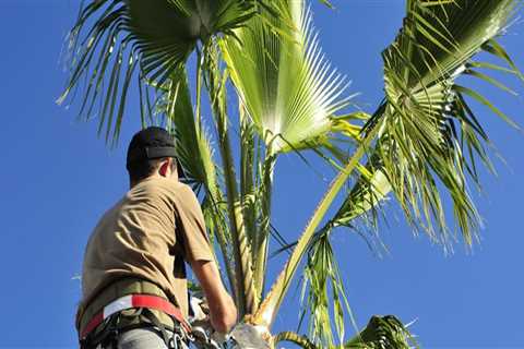 How much does it cost to trim a tree in san antonio?