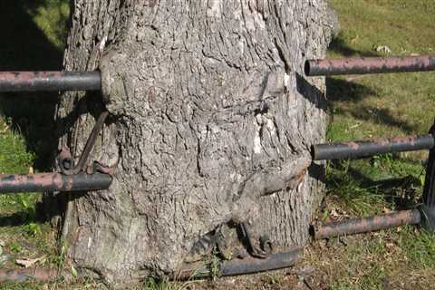 Who is responsible for trees on a boundary?