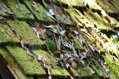 Why is moss on my roof?