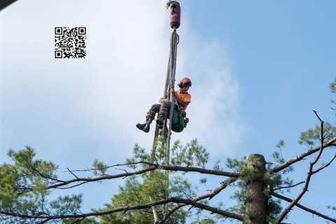 Cicoria Tree and Crane Service, Inc.