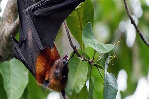 What To Expect From A Professional Houston Lawn Pest Control And Bat Removal Service