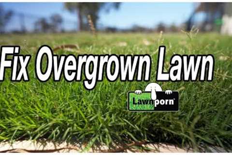 3 EASY FIXES for OVERGROWN LAWN - Part 1