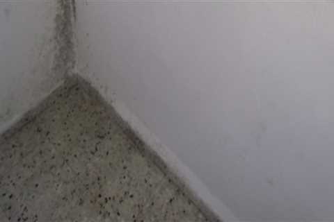 Does mold come back after removal?