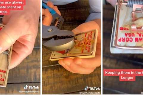 Mousetraps Not Working? Here's What to Do