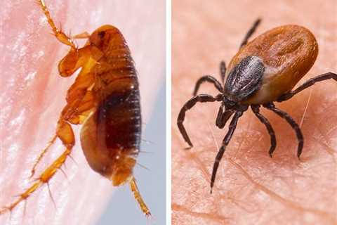 What's the Difference Between Fleas and Ticks?