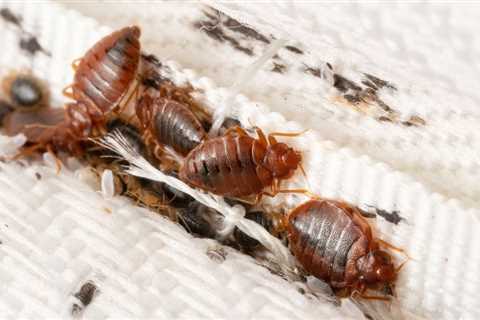 Chicago Tops Orkin's 2023 Top 50 Bed Bug Cities List