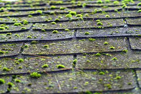 Why Pressure Wash Roof Moss?