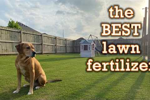 Best Lawn Fertilizer for Lawn Care Beginners // 3 Tips to Pick the Right Fertilizer for Your Grass