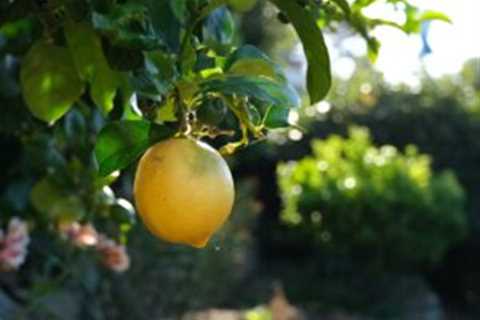 Planting A Lemon Tree