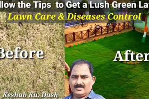 Lawn Grass Care Tips/Lawn Diseases Control/How to grow Lawn Grass/Lawn ki Dekhbhal kaise Kare/
