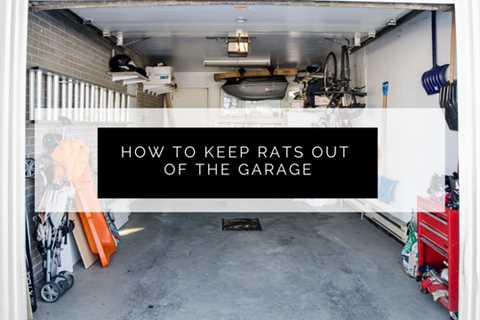 Toronto Pest Control: How to Keep Rats Out of the Garage