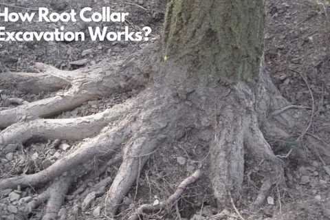 How Root Collar Excavation Works?