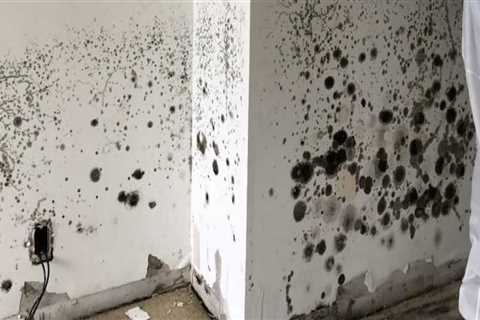 Indications That Your Home Requires Mold Remediation Services