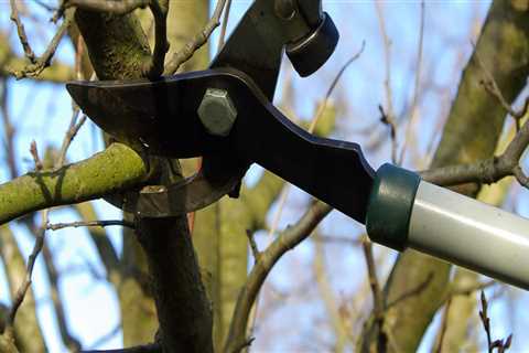 The Benefits of Pruning Trees in Winter