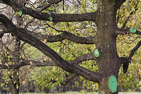 Can you trim too much of a tree?