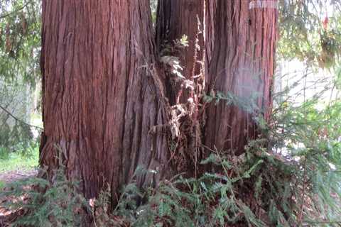 Is it legal to cut down redwood trees in california?