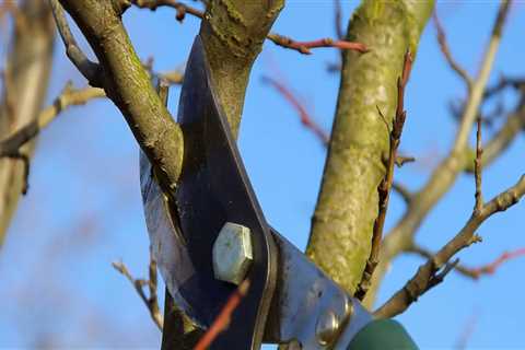 What helps trees stay healthy?