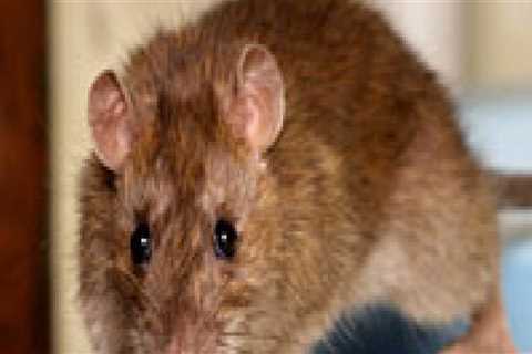 How do i control a rodent infestation?