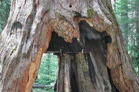 What trees can you not cut down in california?