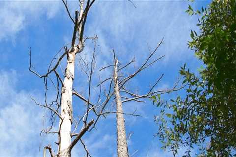 Can a tree die from pruning?