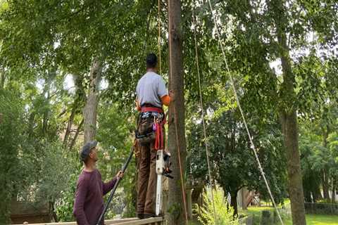 What's the difference between pruning and trimming trees?